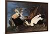 Irritated Common Eider-John James Audubon-Framed Giclee Print