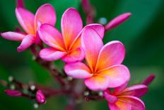 Branch of Tropical Pink Flowers Frangipani (Plumeria) on Dark Green Leaves Background-Iryna Rasko-Laminated Photographic Print