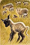 Ewes and Lambs, 1953-Isabel Alexander-Giclee Print