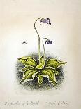 Angraecum, 1948-Isabel Alexander-Giclee Print