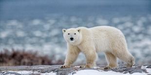 Northern Ellesmere Island/Canada-01/21/2019. Photo of Polar Bear in Canada-isabel kendzior-Photographic Print