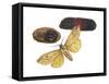 Isabella Tiger Moth, Caterpillar and Pupae (Pyrrharctia Isabella), Insects-Encyclopaedia Britannica-Framed Stretched Canvas