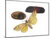 Isabella Tiger Moth, Caterpillar and Pupae (Pyrrharctia Isabella), Insects-Encyclopaedia Britannica-Mounted Poster