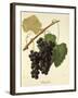 Isabelle Grape-J. Troncy-Framed Giclee Print