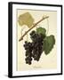 Isabelle Grape-J. Troncy-Framed Giclee Print