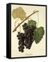 Isabelle Grape-J. Troncy-Framed Stretched Canvas