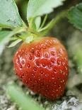 Strawberry on the Plant-Isabelle Rozenbaum-Framed Photographic Print