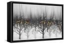 Framed Canvas