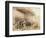 Isambard Kingdom Brunel beside the 'Great Eastern', c1857-Robert Howlett-Framed Photographic Print