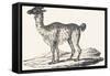 Isard, 1850 (Engraving)-Louis Simon (1810-1870) Lassalle-Framed Stretched Canvas