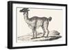 Isard, 1850 (Engraving)-Louis Simon (1810-1870) Lassalle-Framed Giclee Print