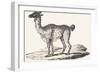 Isard, 1850 (Engraving)-Louis Simon (1810-1870) Lassalle-Framed Giclee Print