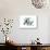 Isbjorn, 2013-Mark Adlington-Giclee Print displayed on a wall