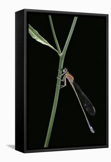 Ischnura Elegans (Blue-Tailed Damselfly)-Paul Starosta-Framed Stretched Canvas