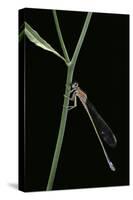 Ischnura Elegans (Blue-Tailed Damselfly)-Paul Starosta-Stretched Canvas