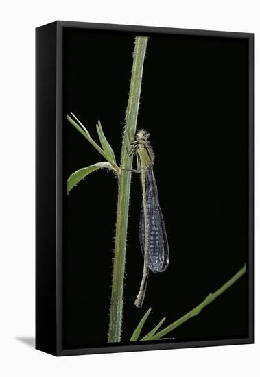 Ischnura Elegans (Blue-Tailed Damselfly)-Paul Starosta-Framed Stretched Canvas