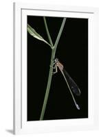 Ischnura Elegans (Blue-Tailed Damselfly)-Paul Starosta-Framed Photographic Print