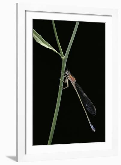 Ischnura Elegans (Blue-Tailed Damselfly)-Paul Starosta-Framed Photographic Print