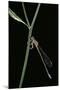 Ischnura Elegans (Blue-Tailed Damselfly)-Paul Starosta-Mounted Photographic Print