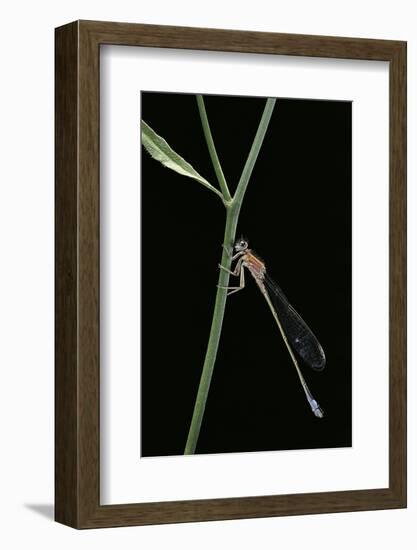 Ischnura Elegans (Blue-Tailed Damselfly)-Paul Starosta-Framed Photographic Print