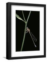 Ischnura Elegans (Blue-Tailed Damselfly)-Paul Starosta-Framed Photographic Print