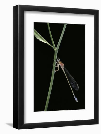 Ischnura Elegans (Blue-Tailed Damselfly)-Paul Starosta-Framed Photographic Print