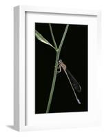 Ischnura Elegans (Blue-Tailed Damselfly)-Paul Starosta-Framed Photographic Print