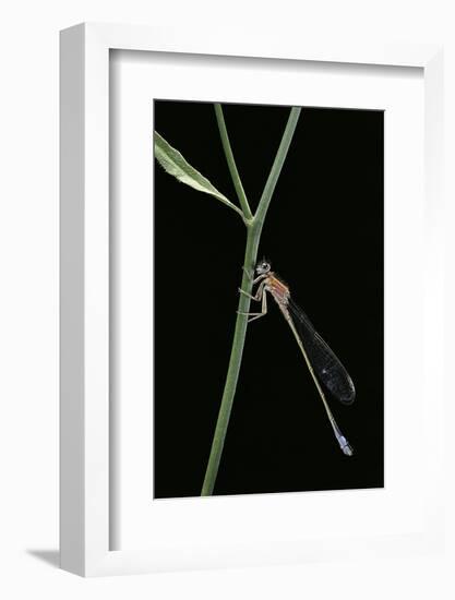 Ischnura Elegans (Blue-Tailed Damselfly)-Paul Starosta-Framed Photographic Print