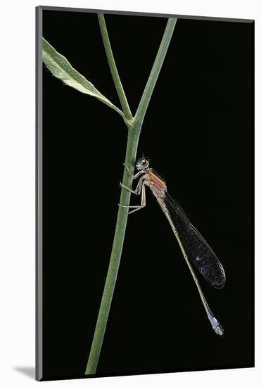 Ischnura Elegans (Blue-Tailed Damselfly)-Paul Starosta-Mounted Photographic Print