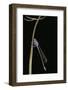 Ischnura Elegans (Blue-Tailed Damselfly)-Paul Starosta-Framed Photographic Print