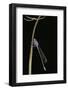 Ischnura Elegans (Blue-Tailed Damselfly)-Paul Starosta-Framed Photographic Print