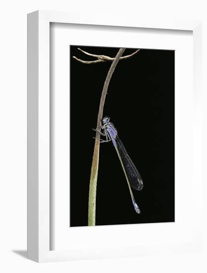 Ischnura Elegans (Blue-Tailed Damselfly)-Paul Starosta-Framed Photographic Print