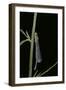 Ischnura Elegans (Blue-Tailed Damselfly)-Paul Starosta-Framed Photographic Print