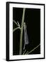 Ischnura Elegans (Blue-Tailed Damselfly)-Paul Starosta-Framed Photographic Print