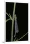 Ischnura Elegans (Blue-Tailed Damselfly)-Paul Starosta-Framed Photographic Print