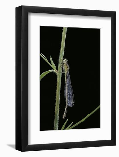 Ischnura Elegans (Blue-Tailed Damselfly)-Paul Starosta-Framed Photographic Print