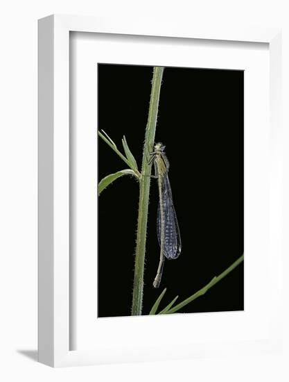 Ischnura Elegans (Blue-Tailed Damselfly)-Paul Starosta-Framed Photographic Print