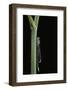 Ischnura Elegans (Blue-Tailed Damselfly)-Paul Starosta-Framed Photographic Print