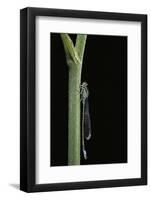 Ischnura Elegans (Blue-Tailed Damselfly)-Paul Starosta-Framed Photographic Print