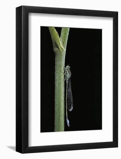 Ischnura Elegans (Blue-Tailed Damselfly)-Paul Starosta-Framed Photographic Print