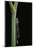 Ischnura Elegans (Blue-Tailed Damselfly)-Paul Starosta-Mounted Photographic Print