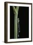 Ischnura Elegans (Blue-Tailed Damselfly)-Paul Starosta-Framed Photographic Print