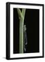 Ischnura Elegans (Blue-Tailed Damselfly)-Paul Starosta-Framed Photographic Print