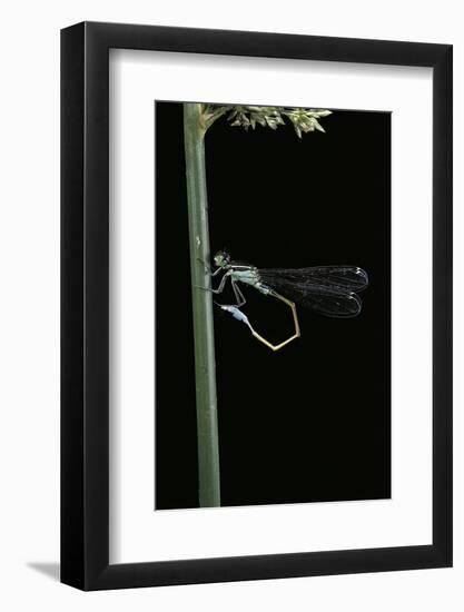 Ischnura Elegans (Blue-Tailed Damselfly)-Paul Starosta-Framed Photographic Print