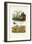 Isis Coral, 1833-39-null-Framed Giclee Print