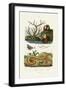 Isis Coral, 1833-39-null-Framed Giclee Print