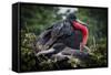 Isla De Plata, Ecuador. Nesting Frigate Bird Pair-Mark Williford-Framed Stretched Canvas