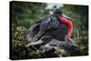 Isla De Plata, Ecuador. Nesting Frigate Bird Pair-Mark Williford-Stretched Canvas