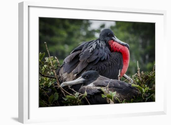 Isla De Plata, Ecuador. Nesting Frigate Bird Pair-Mark Williford-Framed Photographic Print