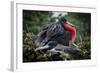 Isla De Plata, Ecuador. Nesting Frigate Bird Pair-Mark Williford-Framed Photographic Print